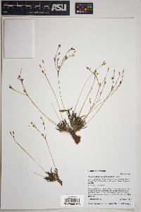Phemeranthus parviflorus image