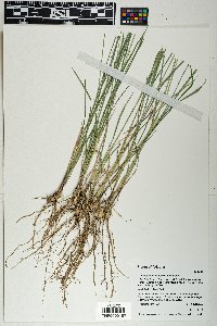 Zuloagaea bulbosa image
