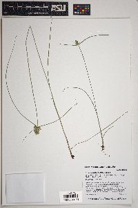 Cyperus fendlerianus image