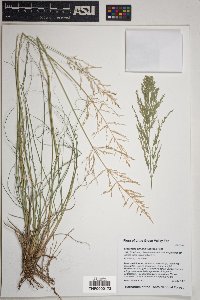 Eragrostis curvula image