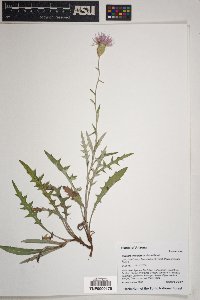 Cirsium wheeleri image