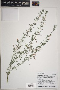 Lotus wrightii image