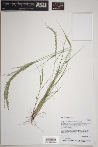 Eragrostis mexicana image
