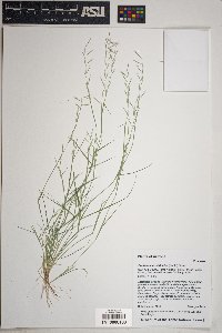 Bouteloua aristidoides image