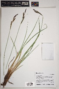 Carex senta image