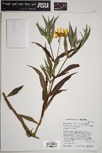Bidens laevis image