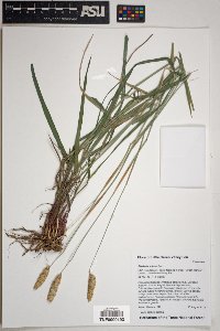 Phalaris minor image