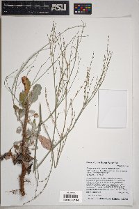 Eriogonum deflexum var. deflexum image