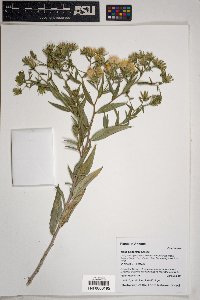 Trixis californica image