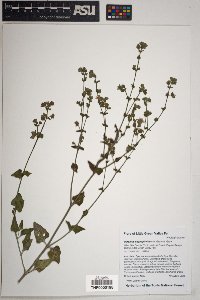 Mirabilis oxybaphoides image