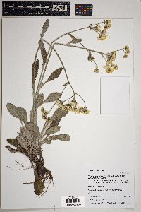 Packera neomexicana var. neomexicana image