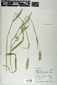 Phalaris minor image