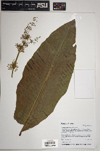 Rumex orthoneurus image