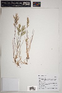 Bromus arvensis image