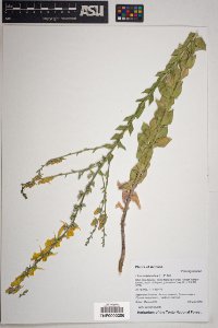 Linaria dalmatica image