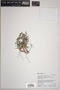 Oxalis albicans image