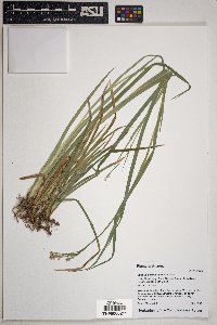 Juncus ensifolius var. montanus image