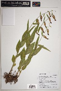 Epipactis gigantea image