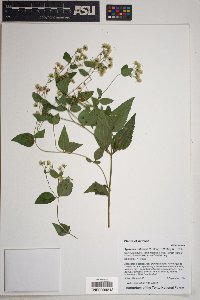 Ageratina rothrockii image