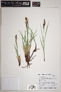 Carex senta image