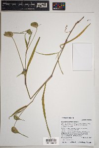 Commelina dianthifolia image