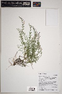 Hedeoma hyssopifolia image