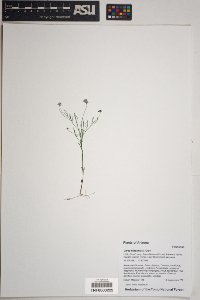 Dalea filiformis image
