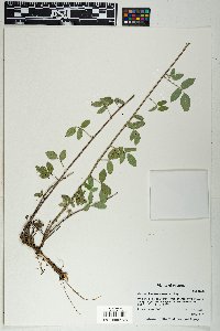 Desmodium batocaulon image
