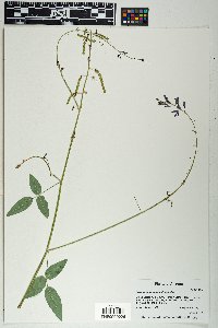 Desmodium batocaulon image
