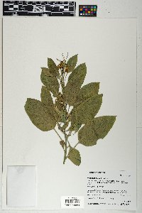 Nicotiana glauca image