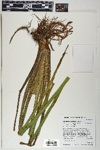 Sparganium emersum image