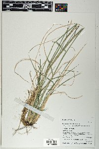 Disakisperma dubium image
