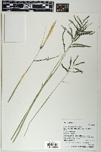 Disakisperma dubium image