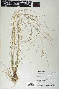 Aristida ternipes var. gentilis image