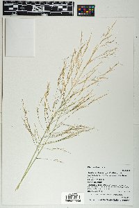 Aristida ternipes image
