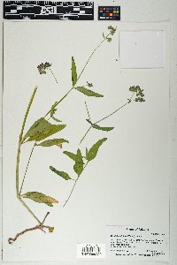 Mirabilis albida image