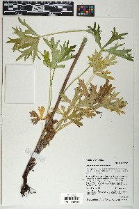 Delphinium geraniifolium image