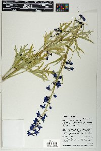Delphinium geraniifolium image