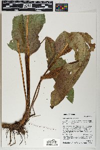 Rumex orthoneurus image