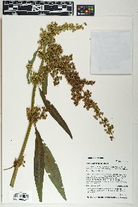 Rumex orthoneurus image