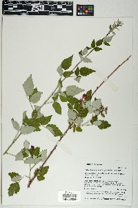 Rubus leucodermis image