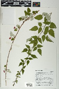 Rubus leucodermis image