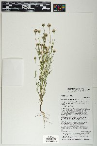 Adenophyllum wrightii image
