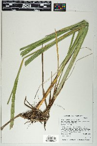 Scirpus pallidus image