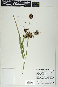 Scirpus pallidus image