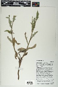 Cirsium wheeleri image