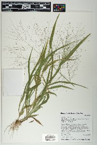 Cirsium wheeleri image