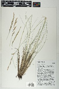 Festuca arizonica image