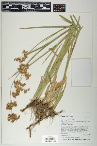 Juncus xiphioides image