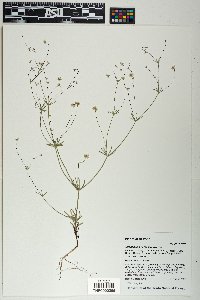 Eriogonum pharnaceoides image